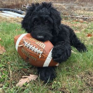 Meet your Posher, Renee